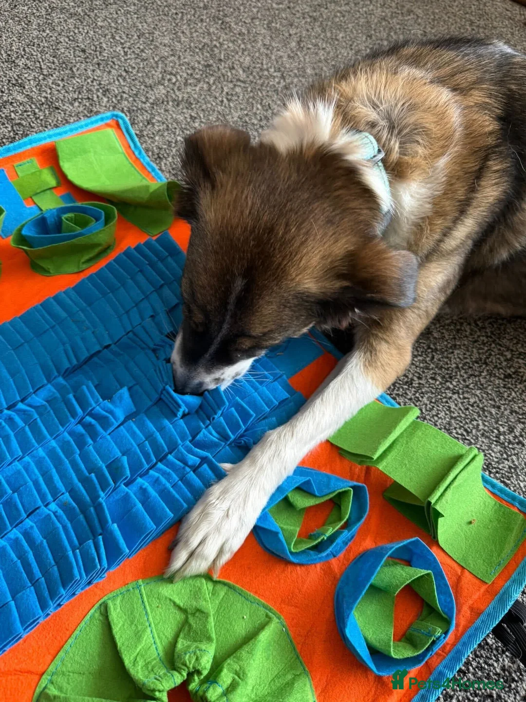 Mixed Breed dogs for adoption: Meet Bella, currently residing in Merseyside  - Advert 11