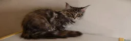 Maine Coon cats for sale: Champion Blood Line  Purebred Mainecoon LAST ONE - Advert 11