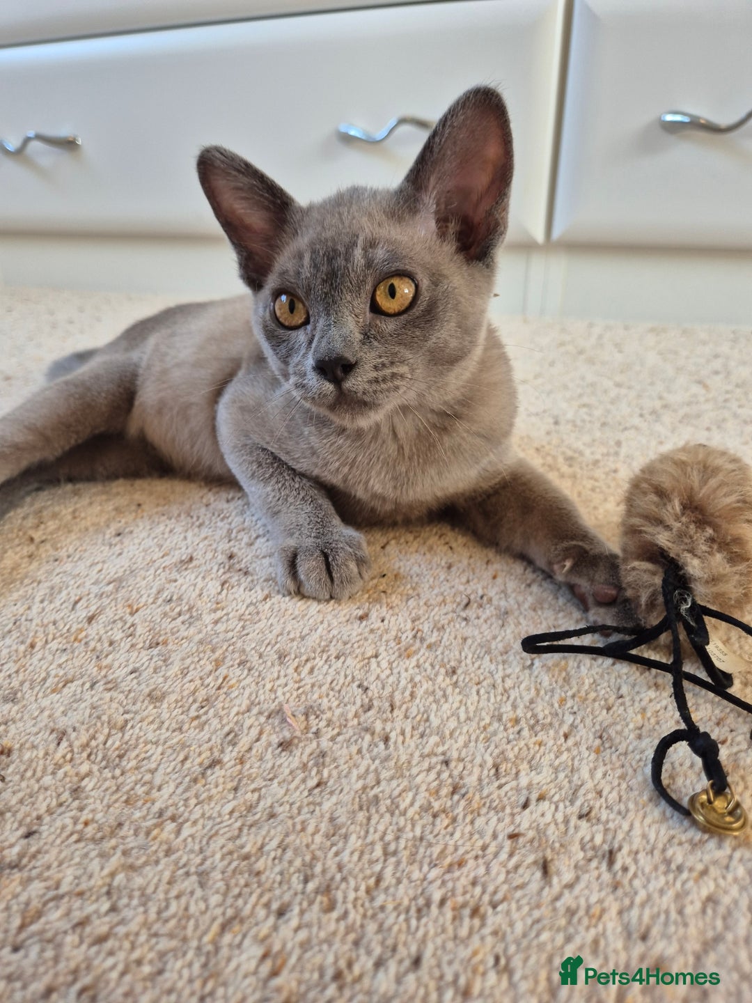 Burmese cats for sale: Gorgeous Blue Male Burmese Kitten - Image 10