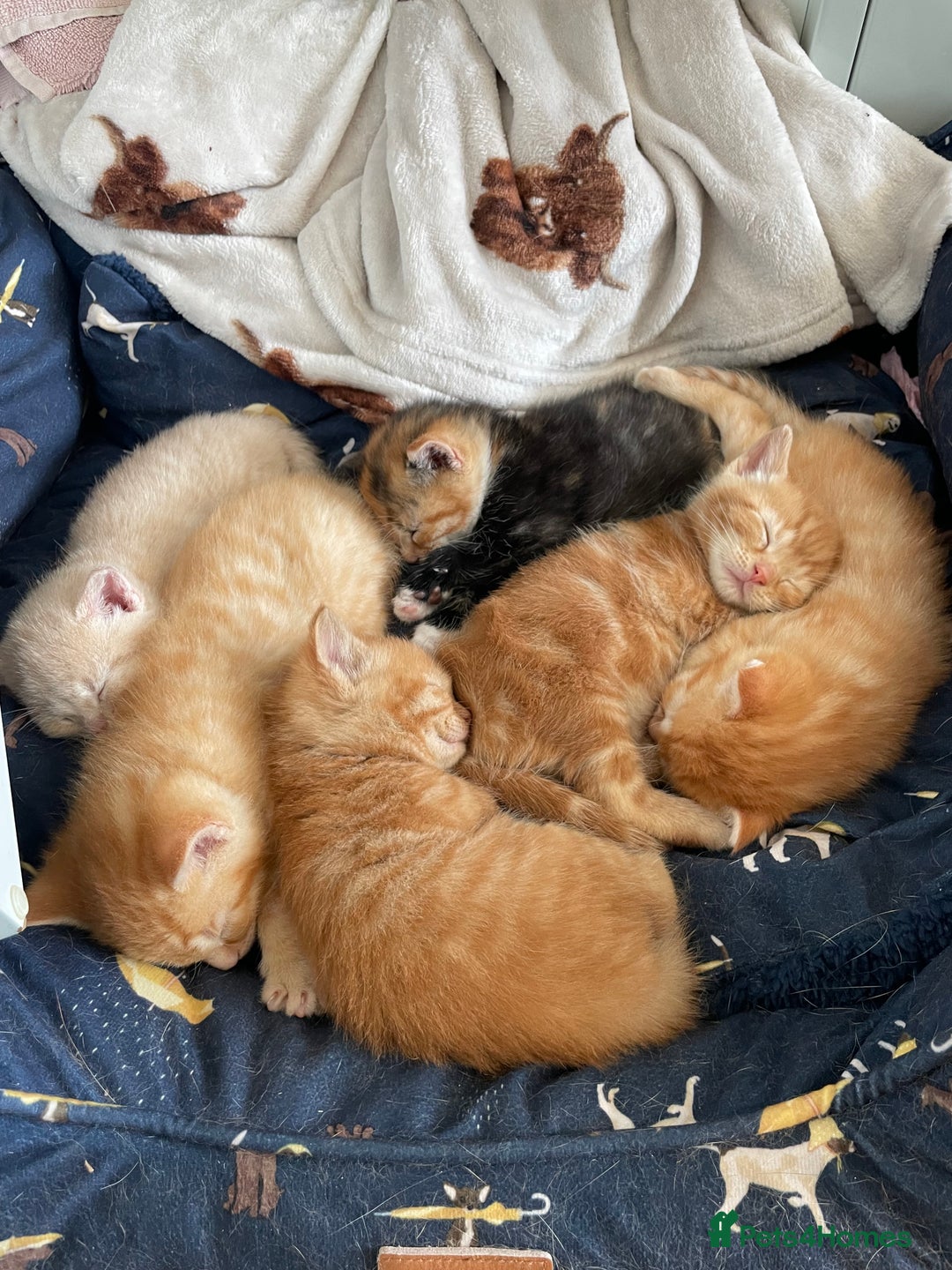 Mixed Breed cats for sale: Part Mainecoon Ginger Litter - Image 10