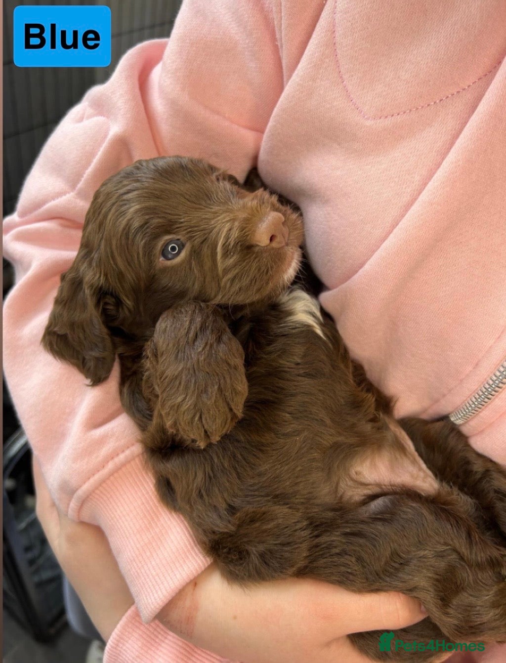 Cockapoo dogs Beautiful F1 Cockerpoo Puppies 👑 - Advert 2