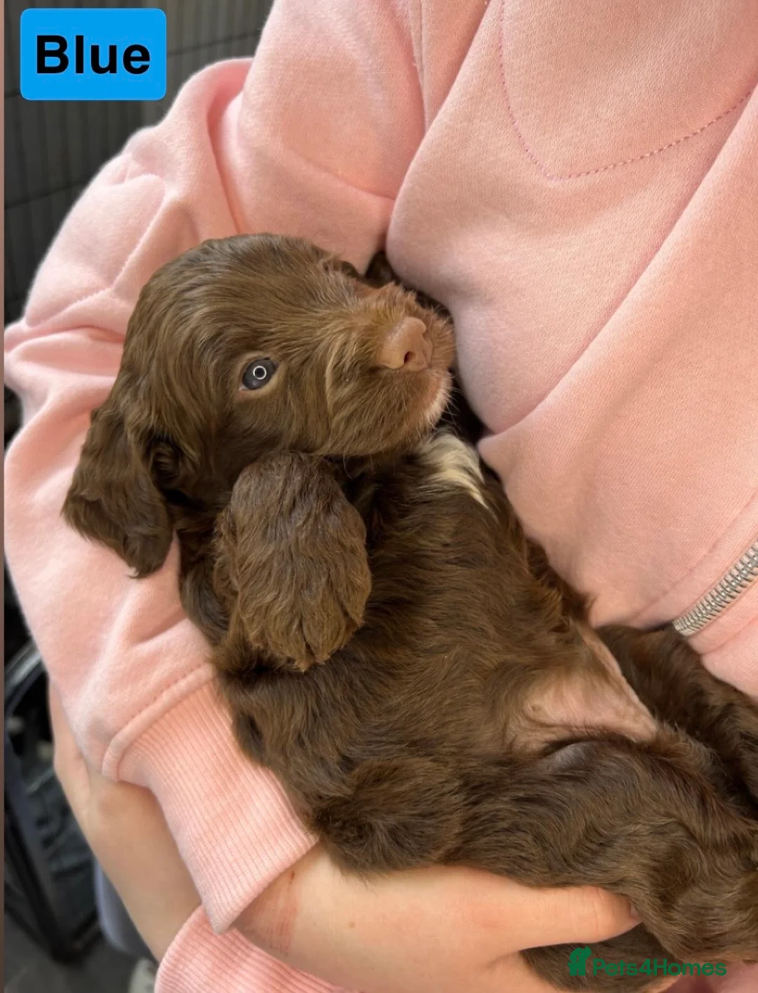 Cockapoo dogs for sale: Beautiful F1 Cockerpoo Puppies 👑 - Advert 2