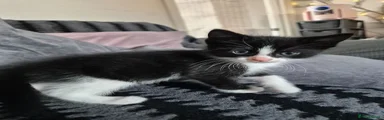 Domestic Shorthair 3