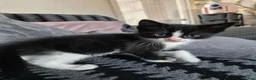 Domestic Shorthair cats for sale: Beautiful black and tabby babies  - Advert 14