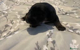 Mixed Breed dogs for sale: Sprollies - Image 19