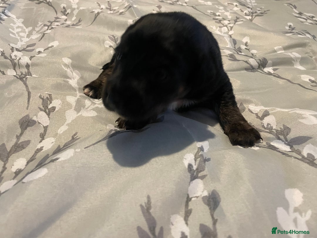 Mixed Breed dogs for sale: Sprollies - Image 19