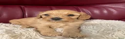 Cavapoo dogs for sale: Beautiful Golden cavapoo puppies - Advert 2