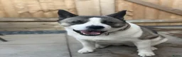Mixed Breed dogs for sale: Lexi - 6 Year old Akita x Staffy  - Advert 3
