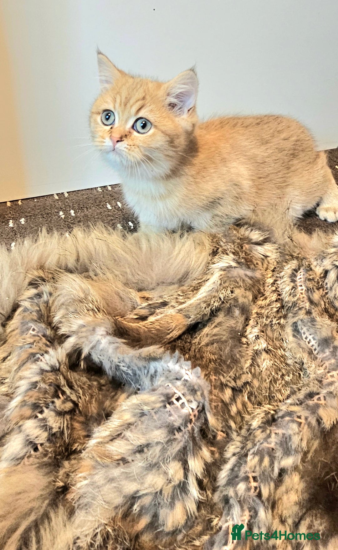 British Shorthair cats for sale: BSH GOLDEN KITTENS - Advert 31