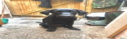 Labrador Retriever dogs for sale: Fully Health Tested KC reg, wkg lab black female - Advert 3