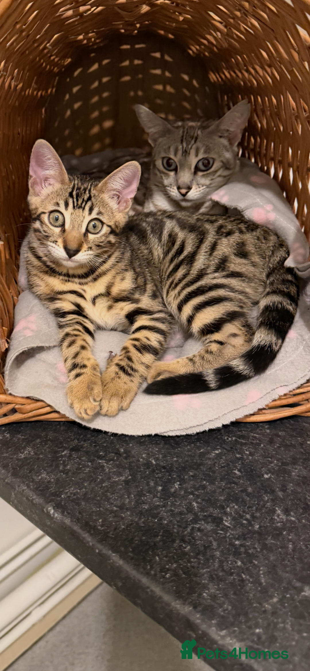 Bengal cats for sale: 🩶 BENGAL 🔥 KITTENS 🤍 TICA REGISTERED  - Advert 7