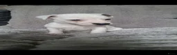 Jack Russell dogs for sale: Jack Russell  puppies  - Advert 7