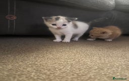 Mixed Breed cats for sale: Mixed breed kittens  - Image 2