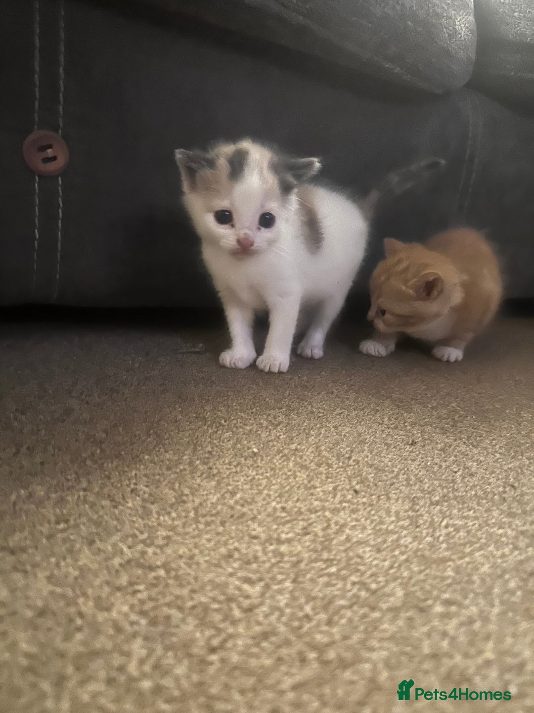 Mixed Breed cats for sale: Mixed breed kittens  - Image 2