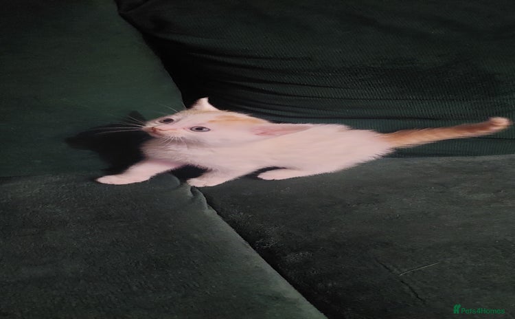 Mixed Breed cats 5 beautiful kittens female - Advert 11