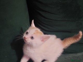 Mixed Breed cats 5 beautiful kittens female - Advert 6