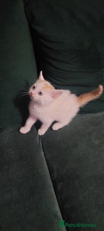 Mixed Breed cats 5 beautiful kittens female - Advert 11