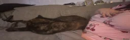Mixed Breed cats for sale: Doja Cat - Rehoming Required - Advert 7