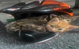 Mixed Breed cats for sale: Mixed breed 7 Kittens, 5 males and 2 female  - Image 2