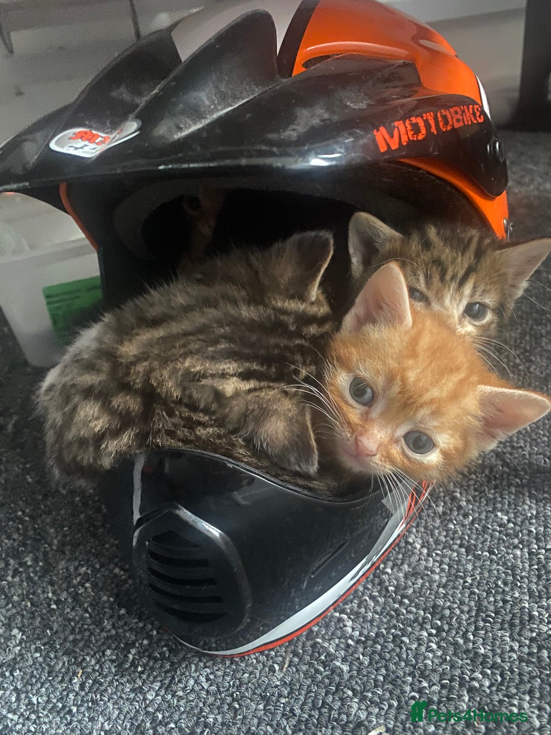 Mixed Breed cats for sale: Mixed breed 7 Kittens, 5 males and 2 female  - Image 2