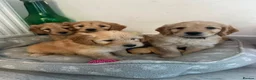 Goldendoodle dogs for sale: Mini golden doodles  - Advert 4