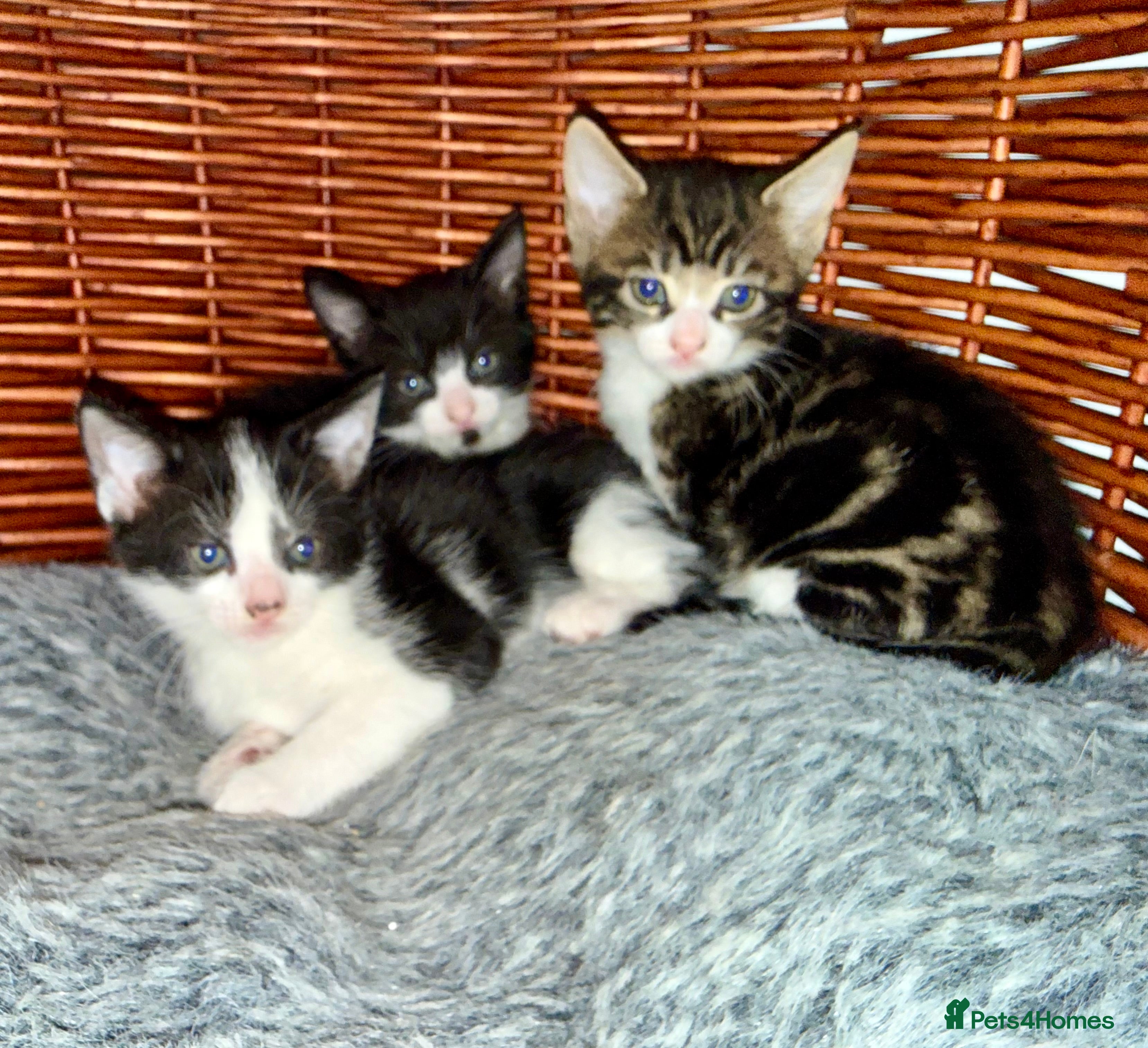 Domestic Shorthair cats Kittens 2 Male 1 Female  - Advert 2