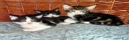 Domestic Shorthair cats for sale: Kittens 2 Male  - Advert 1