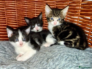 Domestic Shorthair cats Kittens 2 Male 1 Female - Advert 1