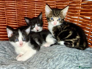 Domestic Shorthair cats Kittens 2 Male 1 Female - Advert 3