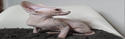 Sphynx cats for sale: Pedigree Sphynx kittens. Ready to go. - Advert 2