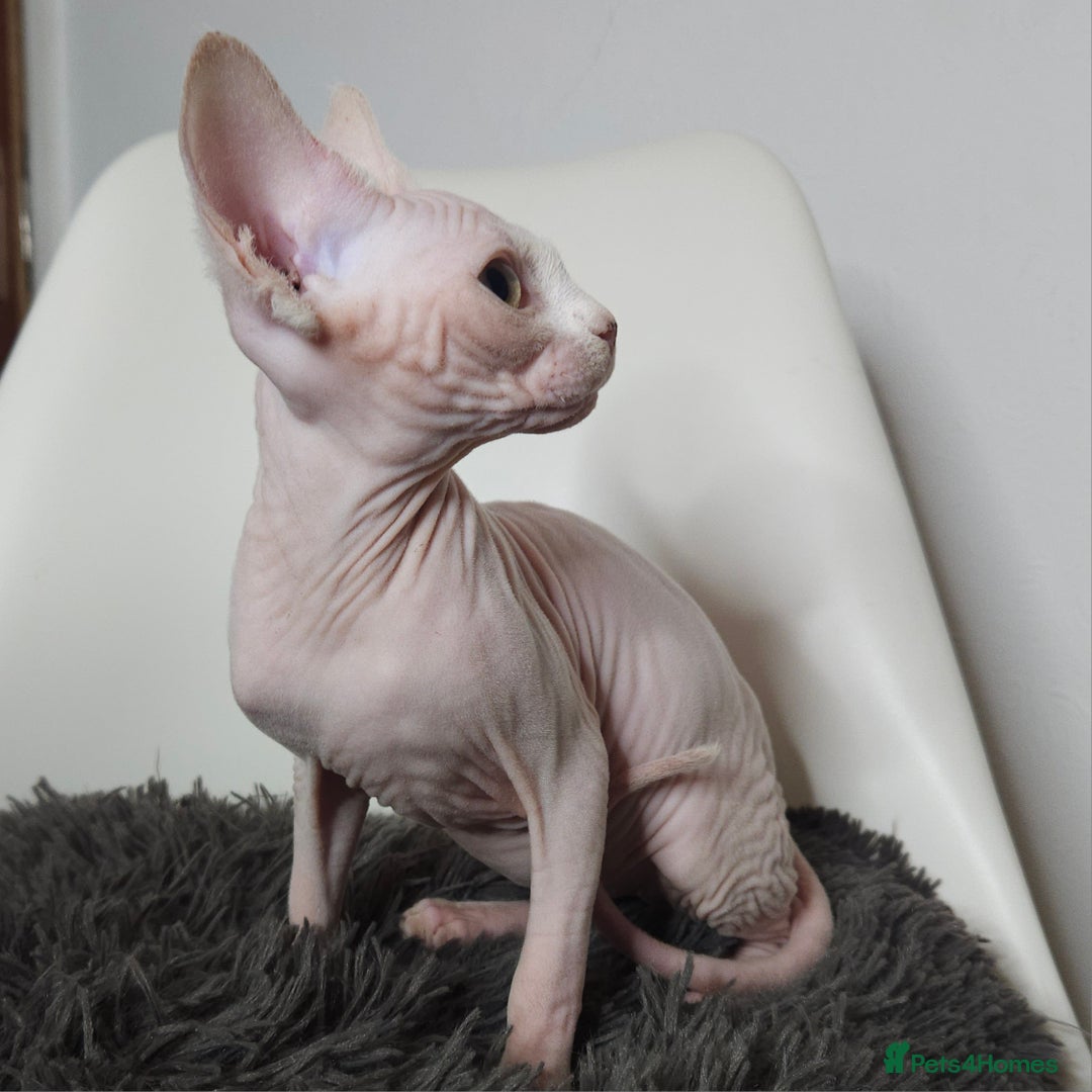 Sphynx cats for sale: Pedigree Sphynx kittens. Ready to go. - Advert 2