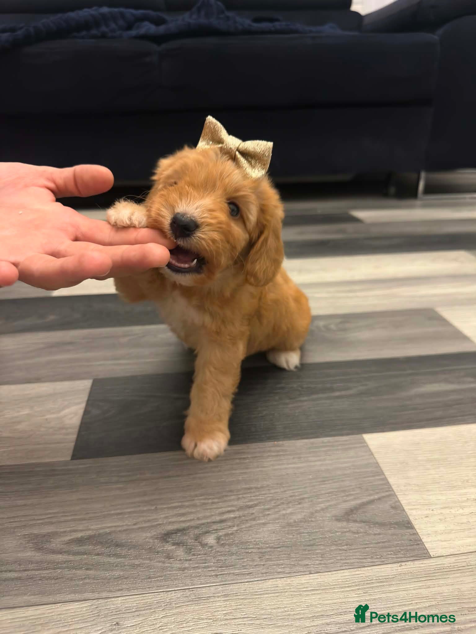 Cavapoo dogs ⭐️Reduced Cavapoo babies - Advert 5