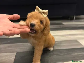 Cavapoo dogs ⭐️Reduced Cavapoo babies - Advert 5