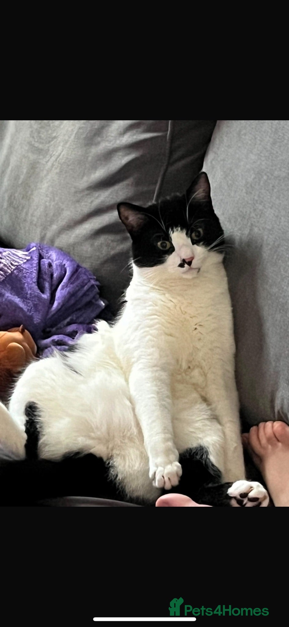 Mixed Breed cats a one year old male - Advert 1