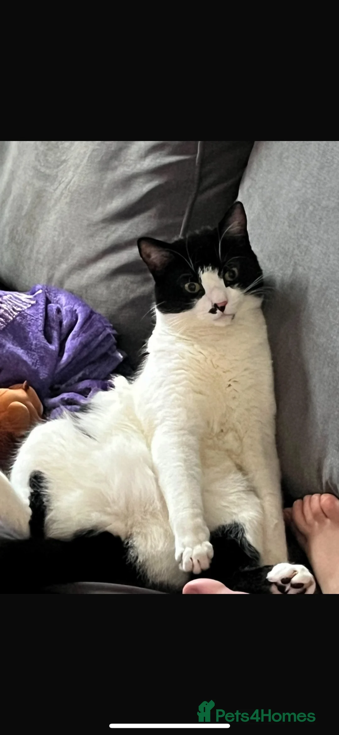 Mixed Breed cats for sale: a one year old male in Barnsley - Advert 1