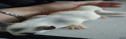 Sugar Glider rodents for sale: Adorable sugar gliders  - Advert 8