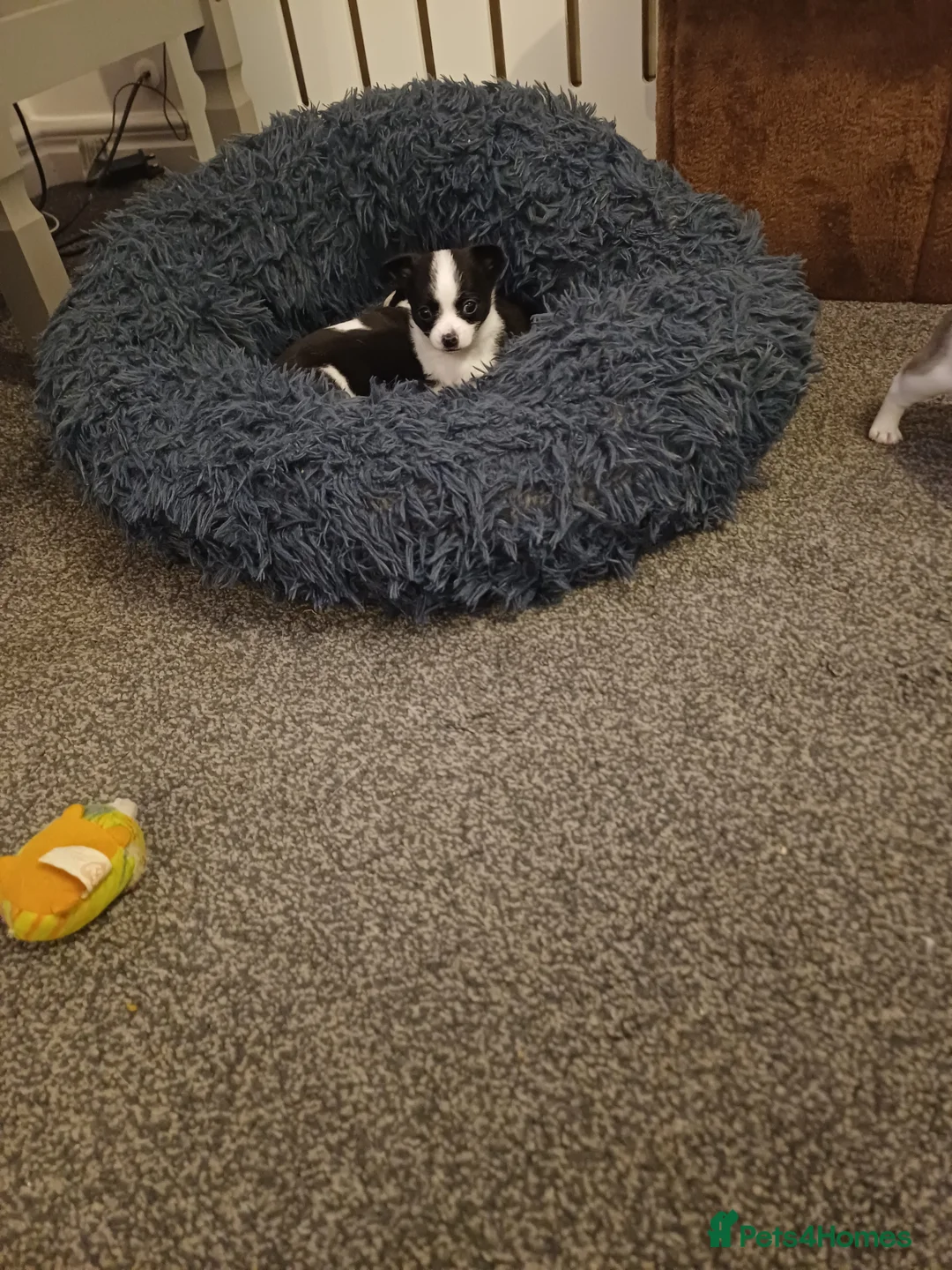 Mixed Breed dogs for sale: JACKAWAWA in Bishop Auckland - Advert 6