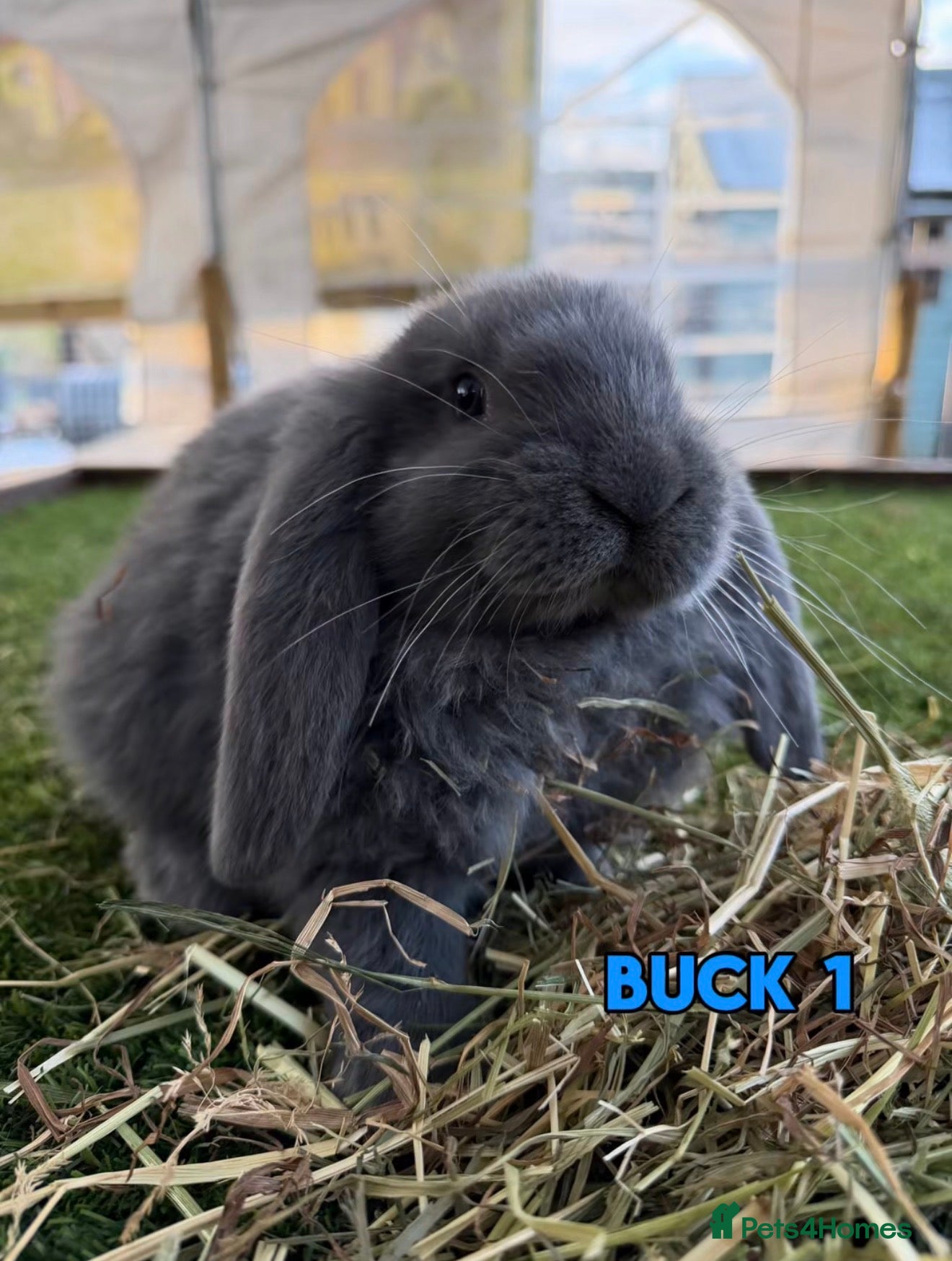 French Lop rabbits Handsome French Lop Bucks🐰💙 - Advert 1