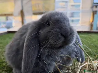 French Lop rabbits ONLY 4 left! - Handsome French Lop Bucks🐰💙 - Advert 5