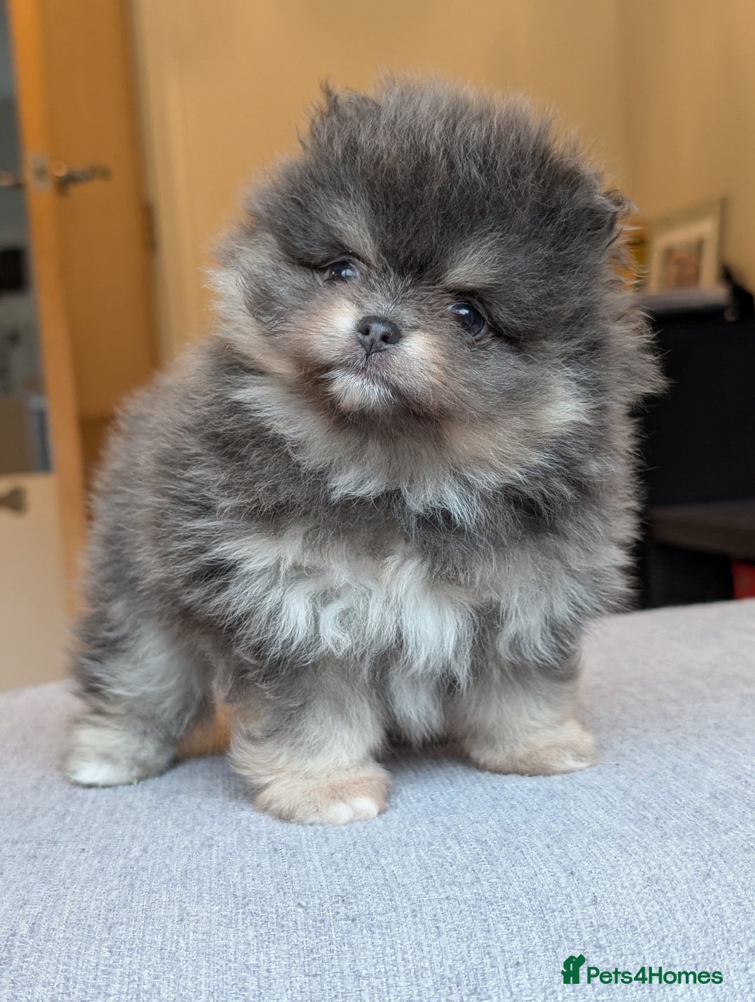 Pomeranian dogs for sale: Amazing quality teddy bear Pomeranian pups  - Advert 3
