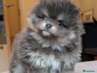 Pomeranian dogs Amazing quality Pomeranian pups - Advert 18