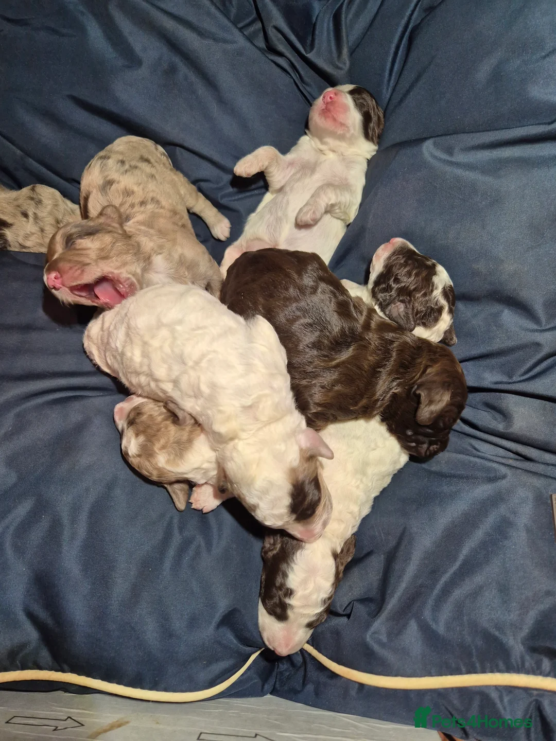 Cockapoo dogs for sale: Stunning F2B cockapoos - Advert 16