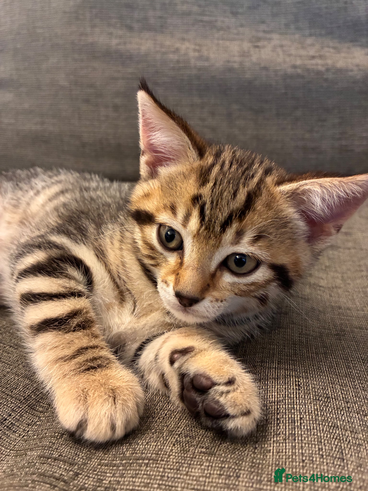 Mixed Breed cats for sale: Beautiful kittens, 1girl, 2 boys  - Advert 2