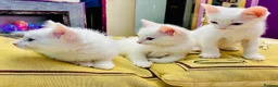 Ragdoll cats for sale: ragdoll kitten different eye colours  - Advert 9