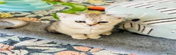 Scottish Fold cats for sale: BEAUTIFUL KITTENS LOOKING FOR THEIR FOREVER HOMES! - Advert 21
