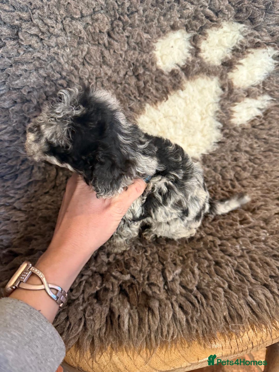 Toy Poodle dogs for sale: Exquisite Toy Poodle pups - Health tested parents - Advert 31