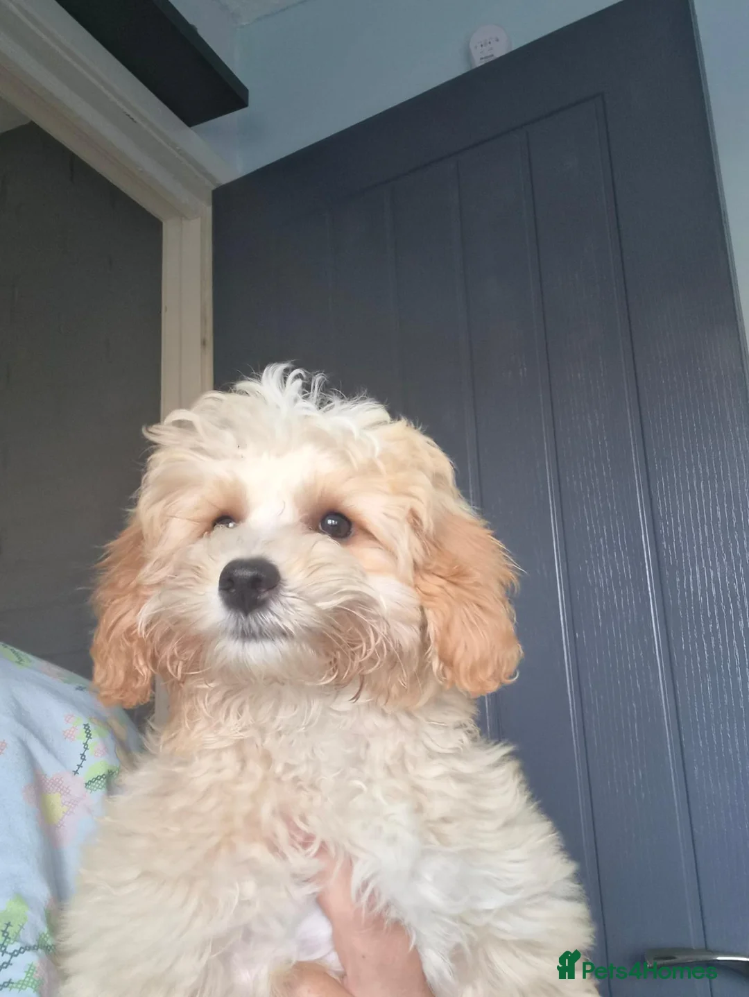 Cockapoo dogs for sale: Female cockapoo - Advert 5