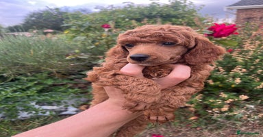 Miniature Poodle dogs - Advert 1