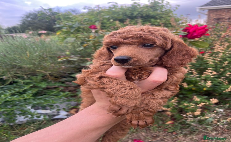 Miniature Poodle dogs - Advert 2