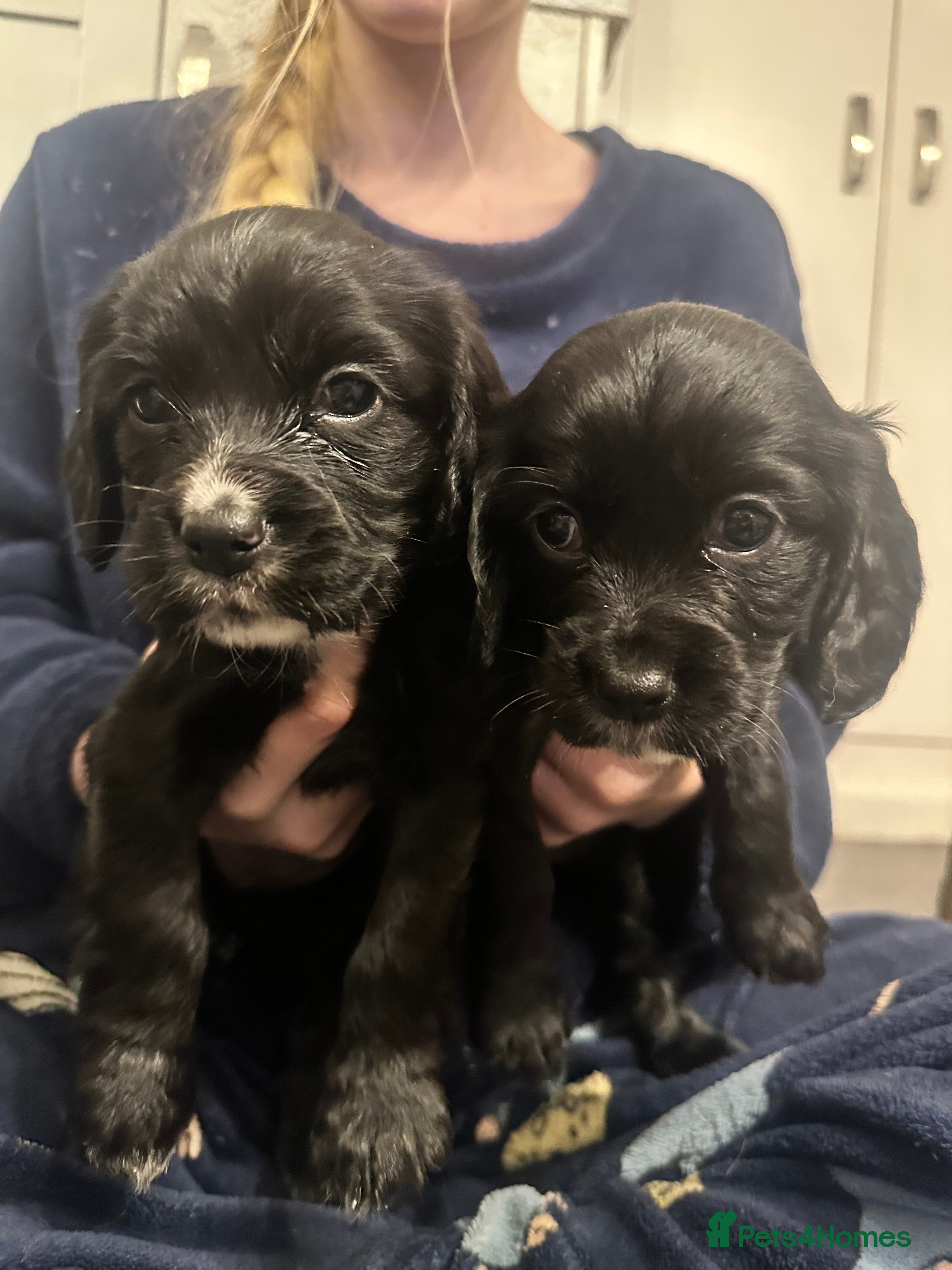 Cocker Spaniel dogs Superb Working Cocker Spaniel puppies - Advert 2